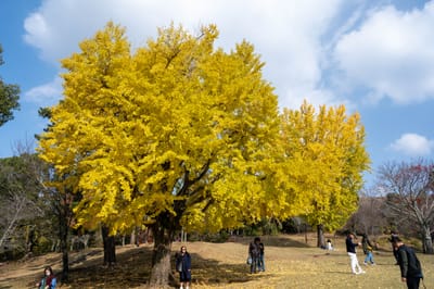 奈良公園燦爛金黃的銀杏樹