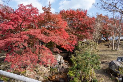 吉城川畔的燦爛楓紅景致