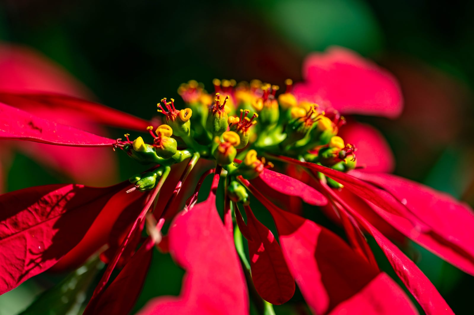 紫蝶亭盛開的鮮紅聖誕紅花序特寫｜2023/12+2016/12 茂林紫斑蝶/蛇頭山