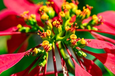 特寫盛開中的鮮紅聖誕紅花序｜2023/12+2016/12 茂林紫斑蝶/蛇頭山