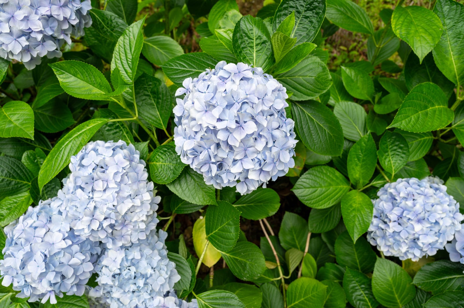 日月池畔綻放的淡藍繡球花｜2024/06 杉林溪繡球花+鳳凰谷