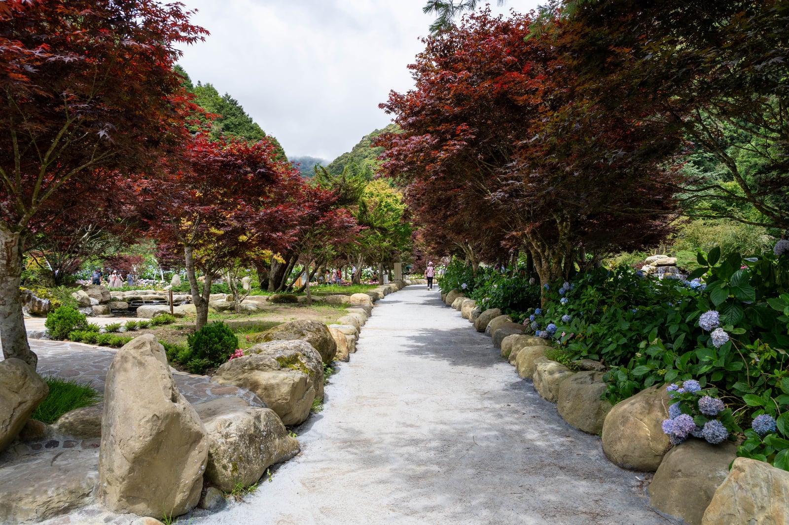 日月池畔紅葉小徑與繡球花｜2024/06 杉林溪繡球花+鳳凰谷