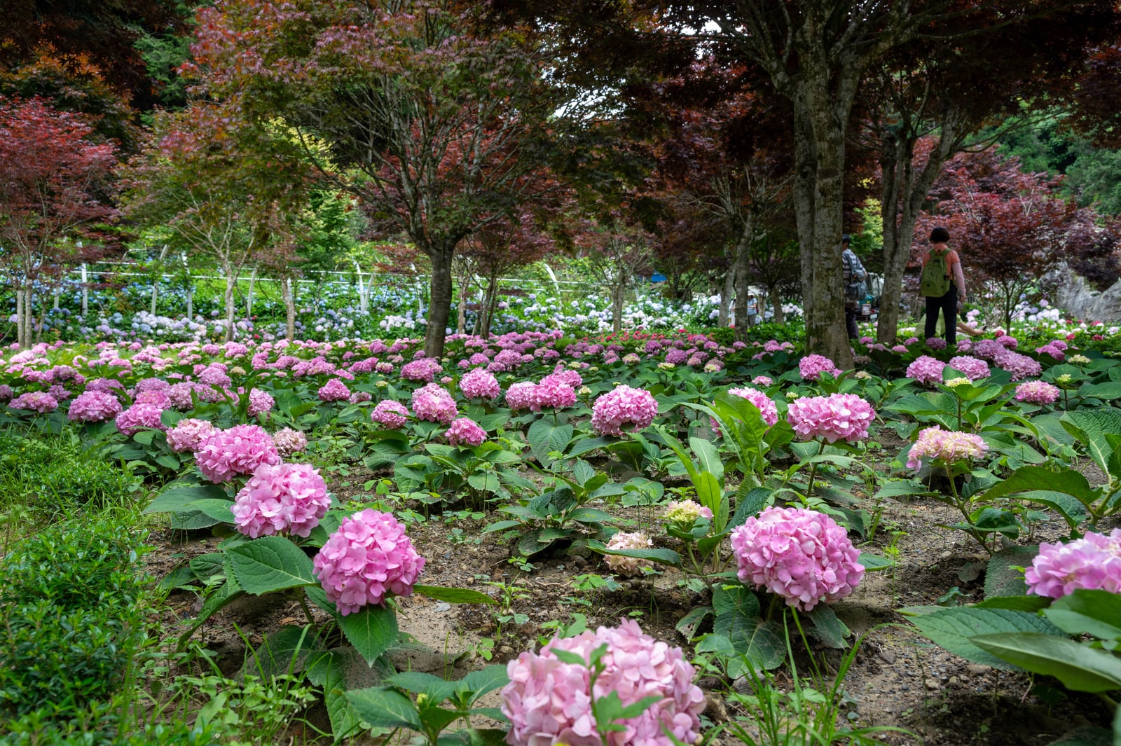 林間盛放的粉色繡球花｜2024/06 杉林溪繡球花+鳳凰谷