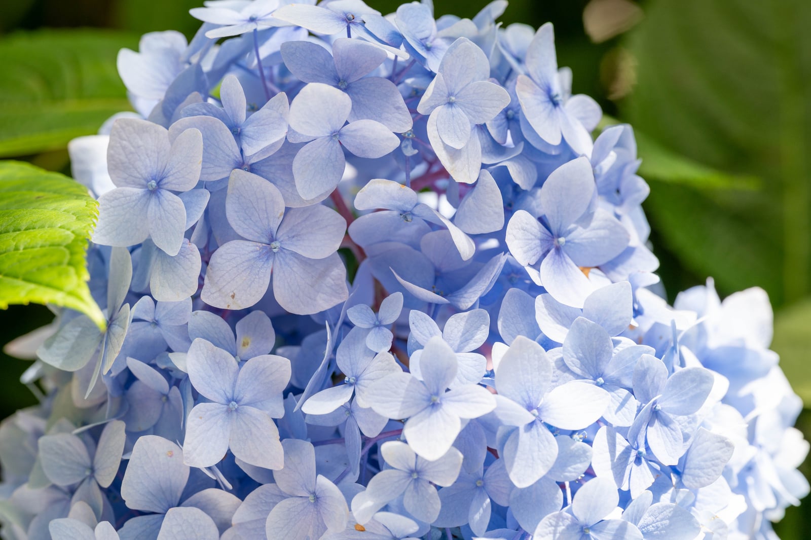 日月池畔綻放的淡藍色繡球花｜2024/06 杉林溪繡球花+鳳凰谷