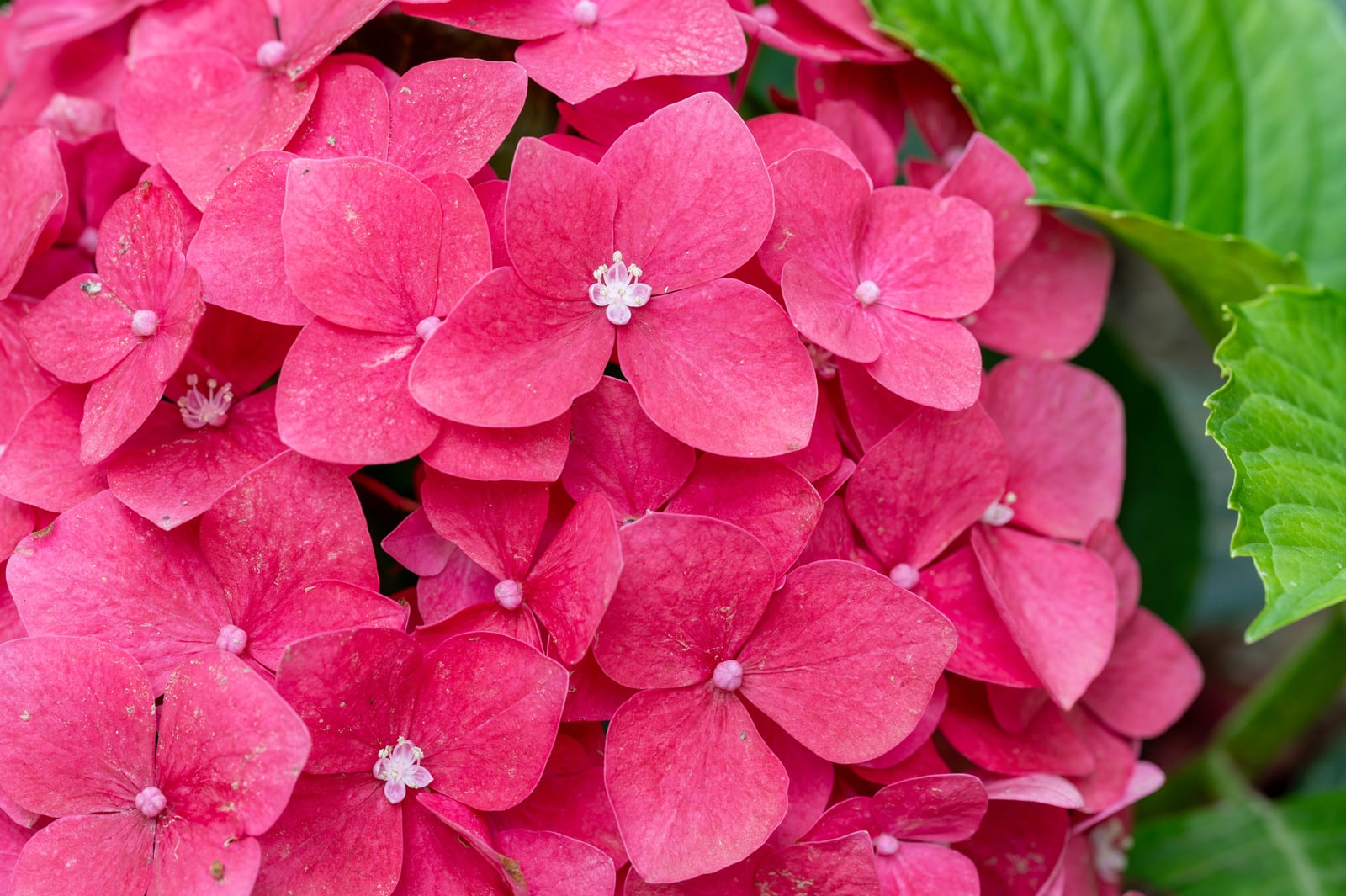 日月池畔綻放的桃紅繡球花｜2024/06 杉林溪繡球花+鳳凰谷