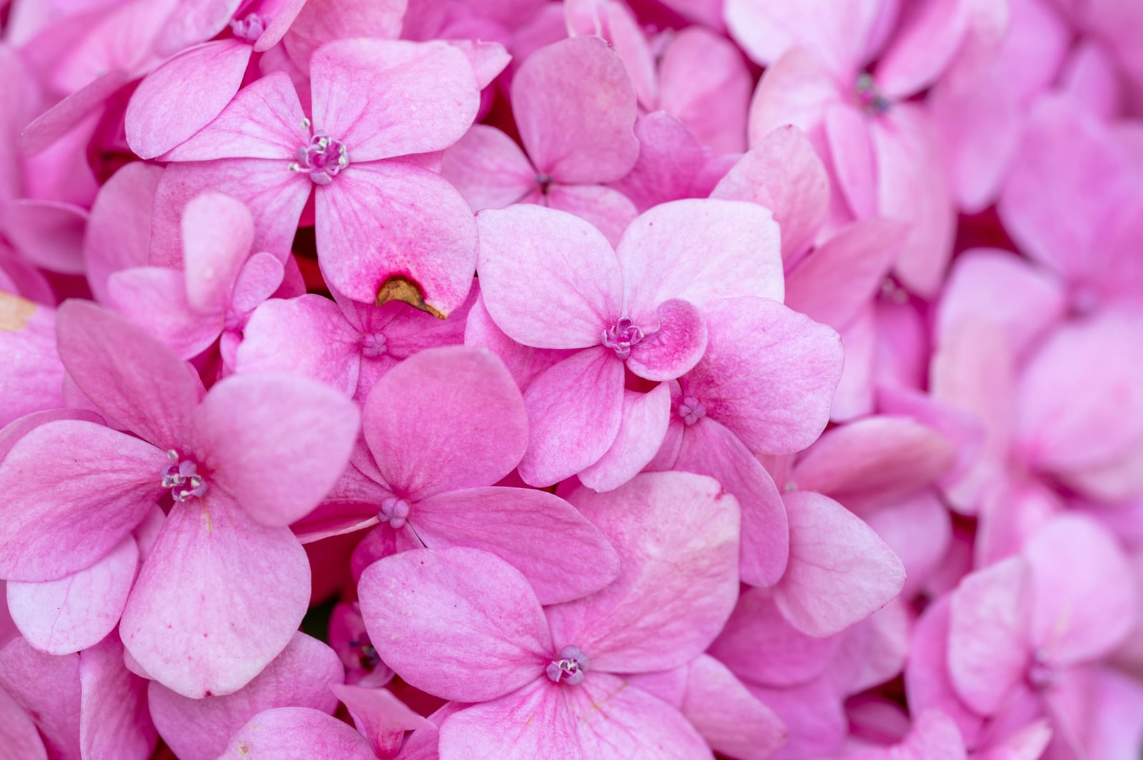 日月池粉嫩繡球花特寫｜2024/06 杉林溪繡球花+鳳凰谷