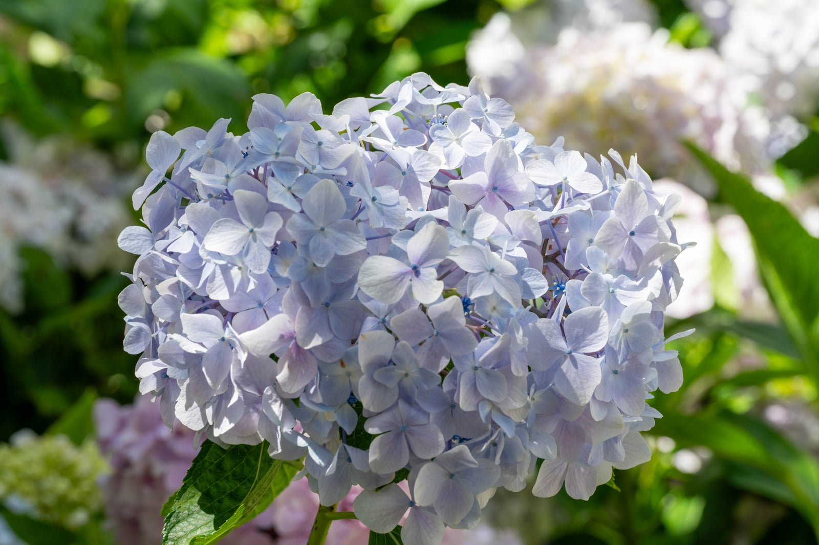 日月池畔淡藍色的繡球花球｜2024/06 杉林溪繡球花+鳳凰谷