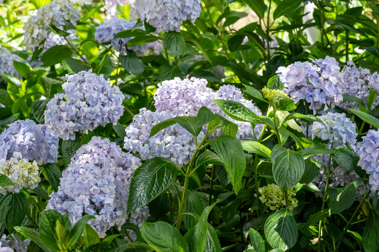 日月池畔綻放的淡紫繡球花叢｜2024/06 杉林溪繡球花+鳳凰谷