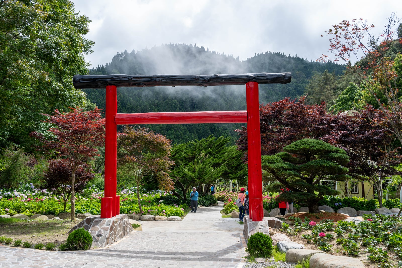 日月池紅鳥居與山林霧氣｜2024/06 杉林溪繡球花+鳳凰谷