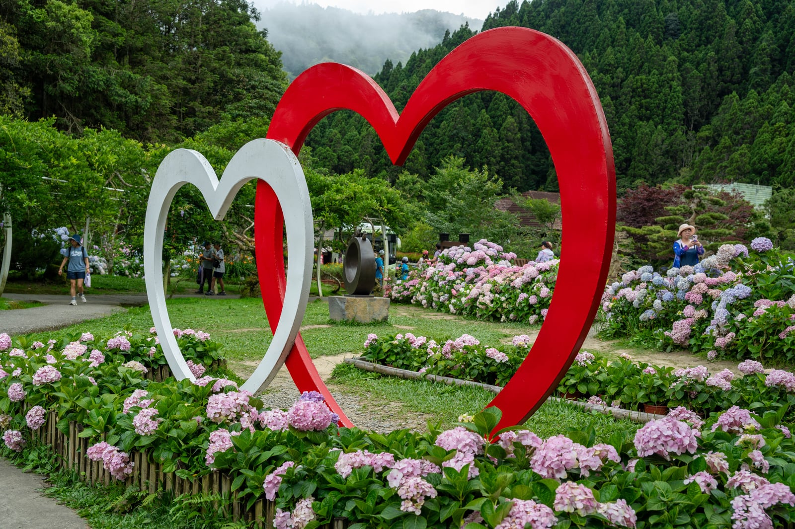 花卉中心雙心裝置與繡球花盛開｜2024/06 杉林溪繡球花+鳳凰谷