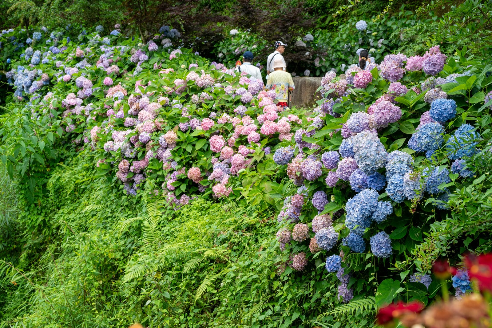 花卉中心漫山綻放的繽紛繡球花｜2024/06 杉林溪繡球花+鳳凰谷