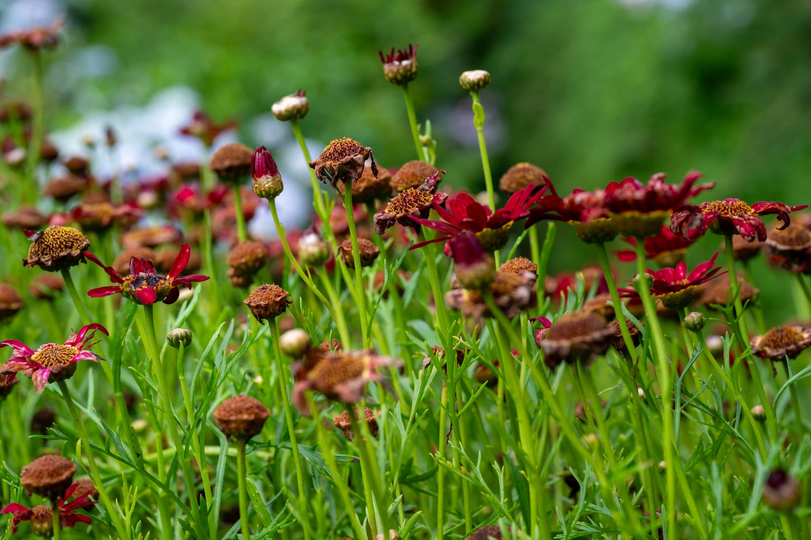 花卉中心裡綻放的紅色小花與花苞｜2024/06 杉林溪繡球花+鳳凰谷