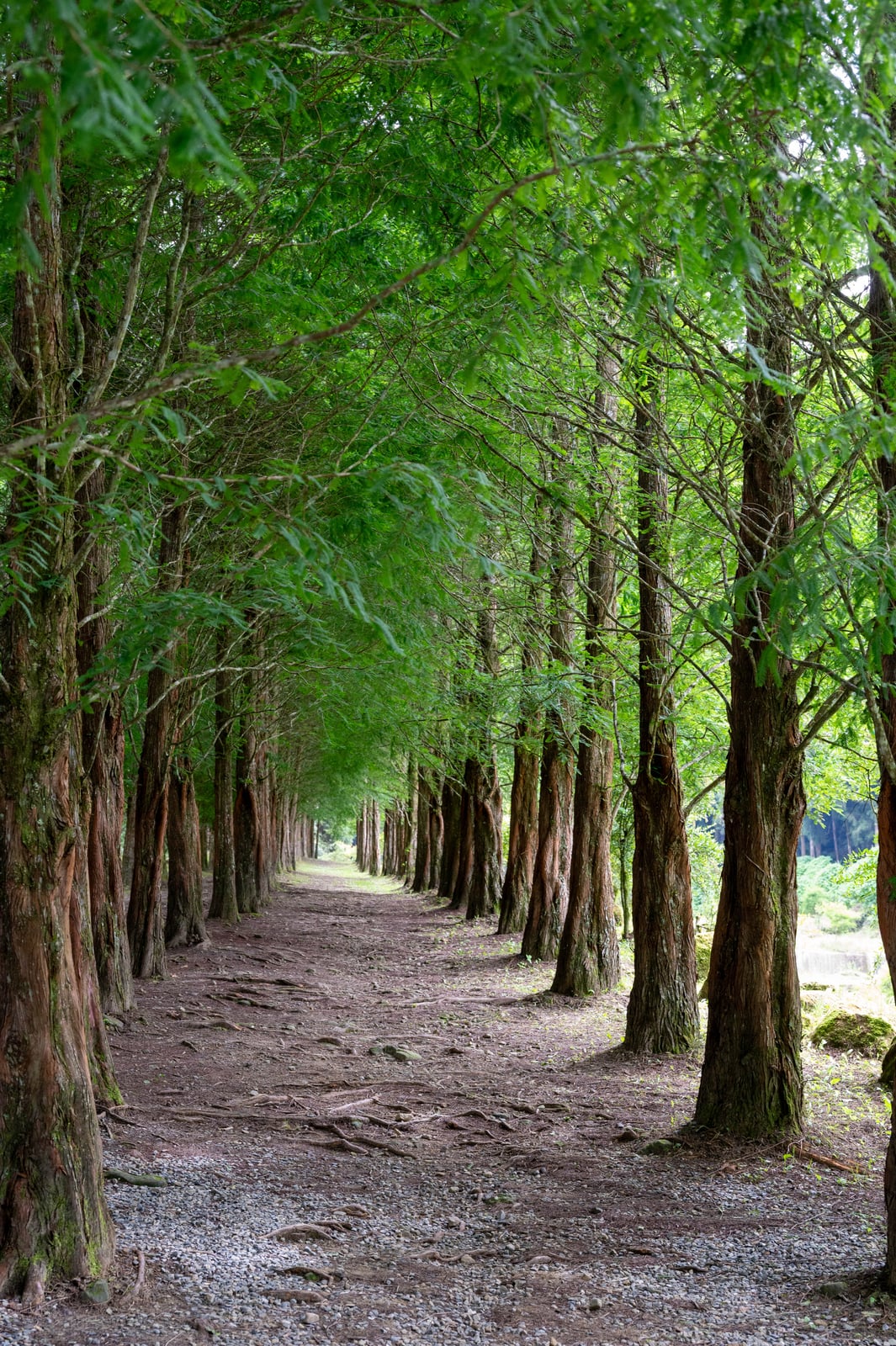 仁亭登山口旁翠綠清幽的水杉林徑｜2024/06 杉林溪繡球花+鳳凰谷