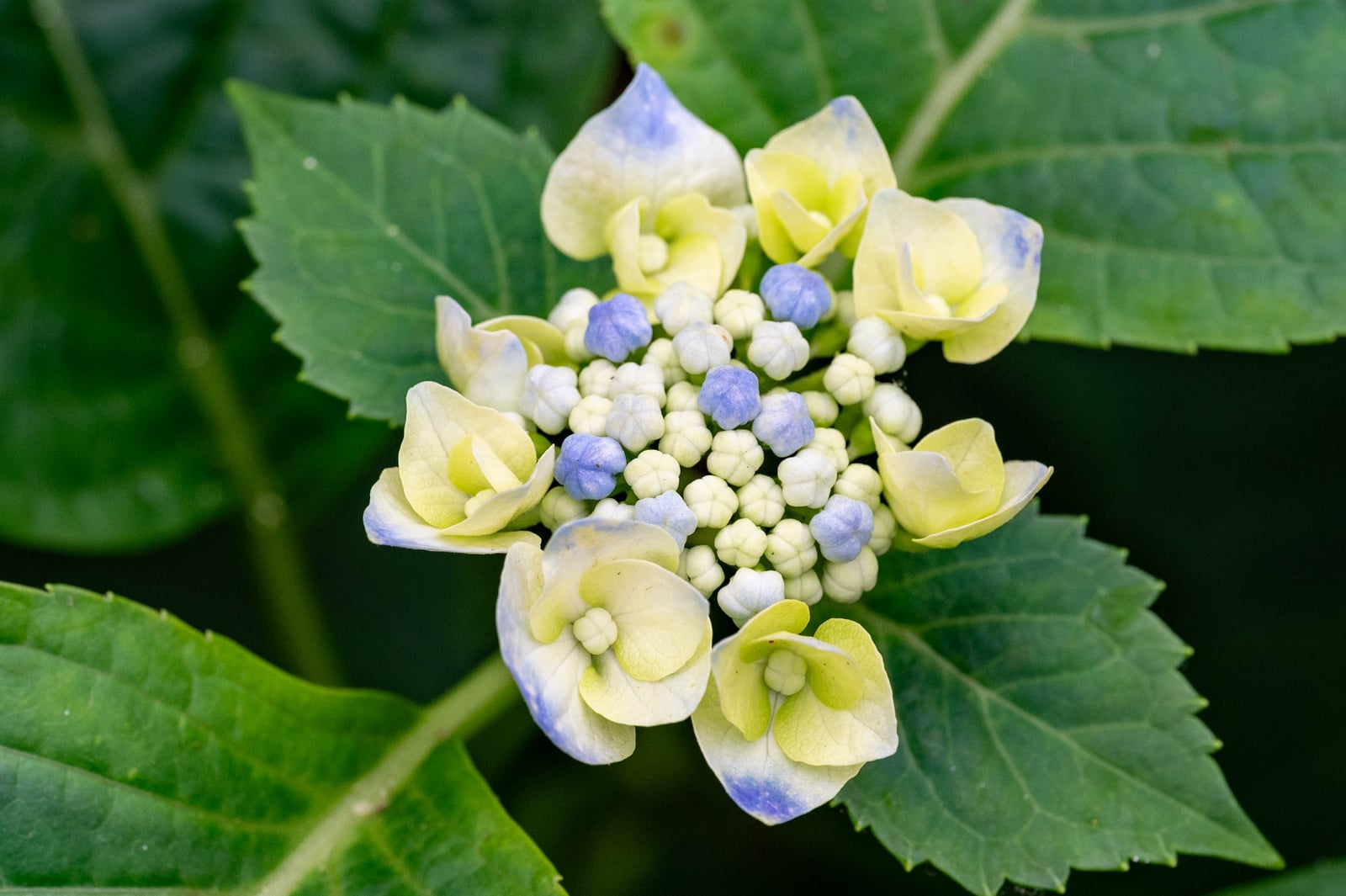 牡丹園初綻的淡雅繡球花｜2024/06 杉林溪繡球花+鳳凰谷