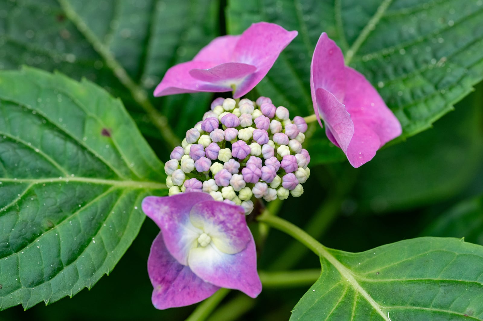綻放紫紅花苞的繡球花特寫｜2024/06 杉林溪繡球花+鳳凰谷