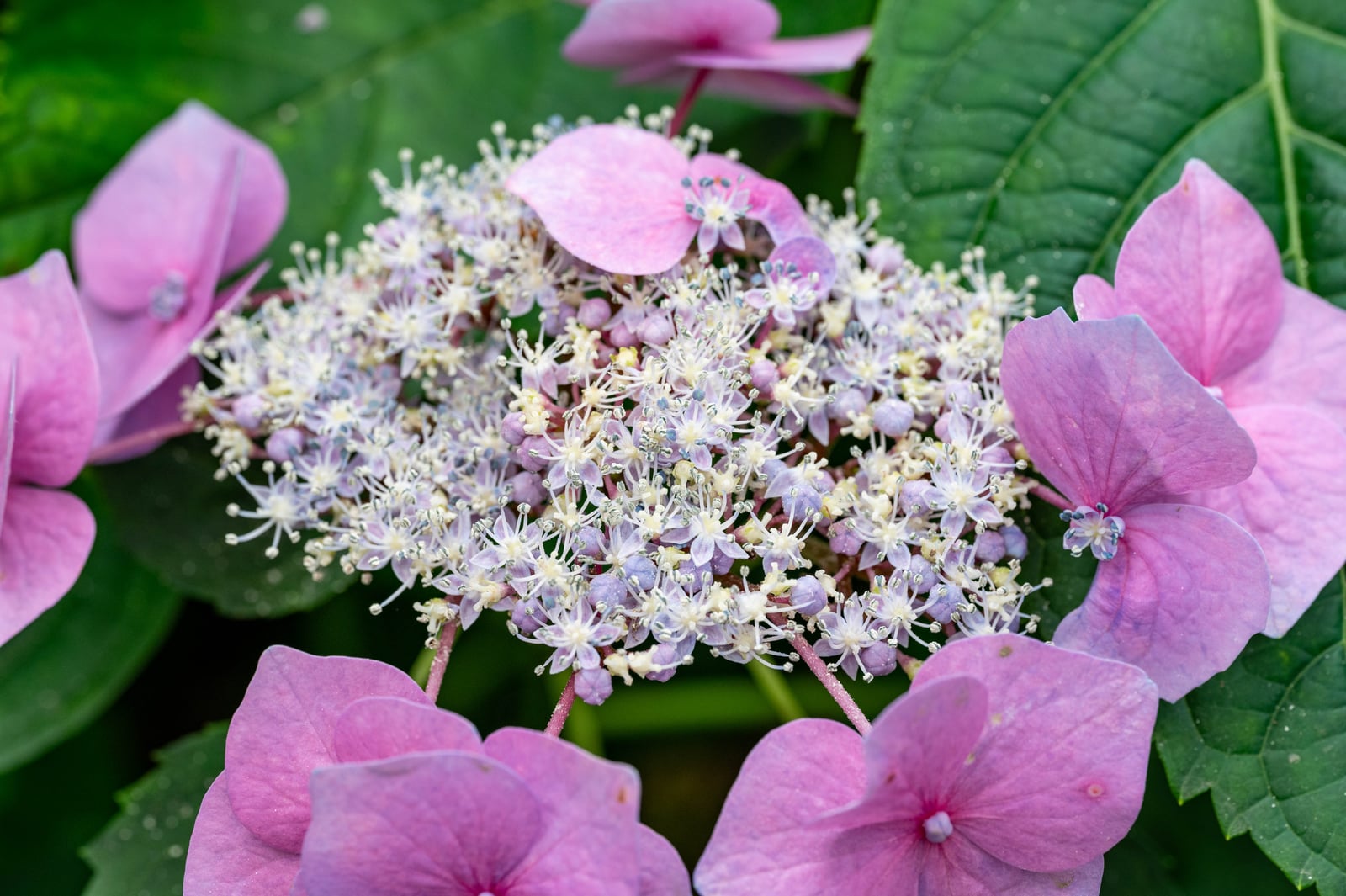 牡丹園花卉中心盛開的粉紫繡球花細節｜2024/06 杉林溪繡球花+鳳凰谷