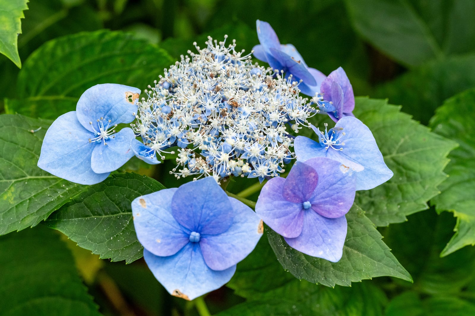 牡丹園綻放的粉藍繡球花特寫｜2024/06 杉林溪繡球花+鳳凰谷