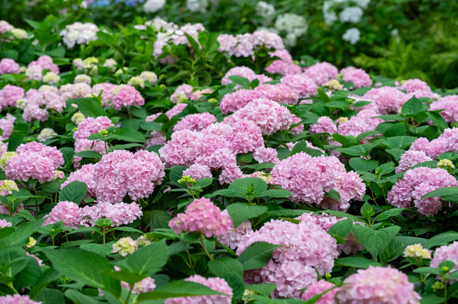竹山鎮牡丹園花卉中心綻放的粉嫩繡球花｜2024/06 杉林溪繡球花+鳳凰谷