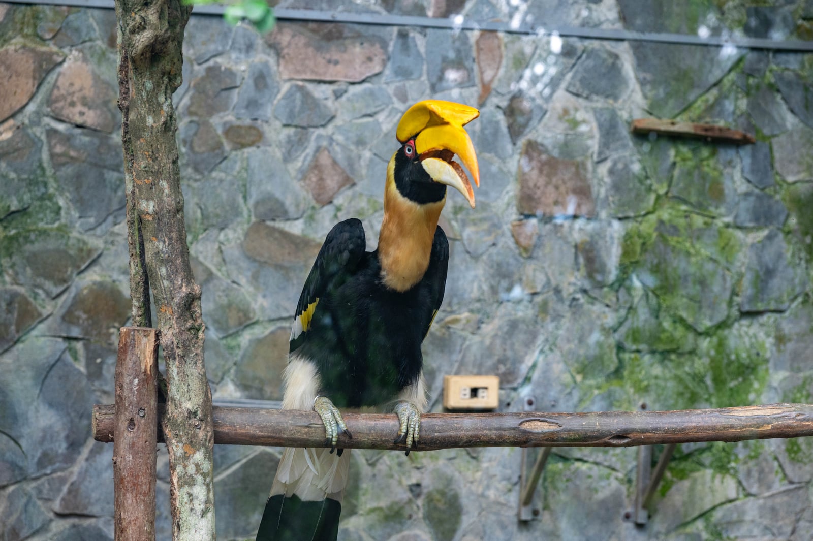 梅鶯園棲息的雙角犀鳥特寫｜2024/06 杉林溪繡球花+鳳凰谷