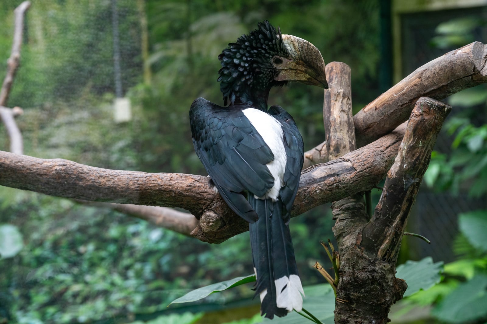 雨林園枝頭上回眸的犀鳥｜2024/06 杉林溪繡球花+鳳凰谷