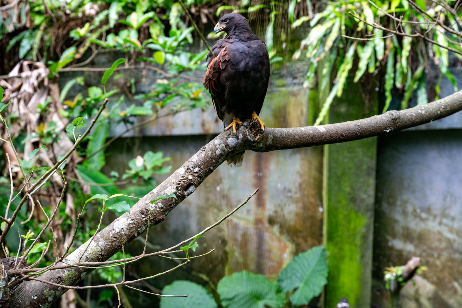 好漢坡樹枝上的猛禽｜2024/06 杉林溪繡球花+鳳凰谷