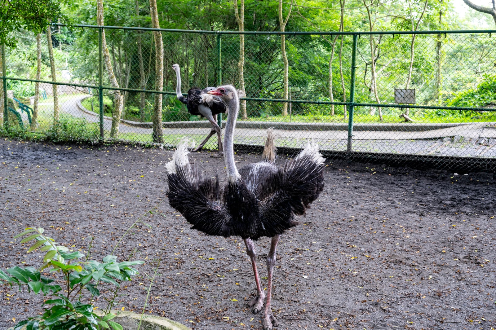 松鶴園戶外展區裡的鴕鳥｜2024/06 杉林溪繡球花+鳳凰谷