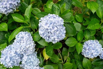 日月池畔綻放的淡藍繡球花｜2024/06 杉林溪繡球花+鳳凰谷