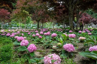 林間盛放的粉色繡球花｜2024/06 杉林溪繡球花+鳳凰谷