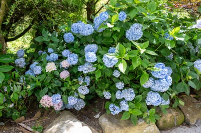 日月池畔綻放的藍色繡球花丛｜2024/06 杉林溪繡球花+鳳凰谷