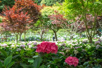 日月池畔紅綠交織的繡球花叢｜2024/06 杉林溪繡球花+鳳凰谷