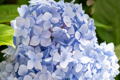 日月池畔綻放的淡藍色繡球花｜2024/06 杉林溪繡球花+鳳凰谷