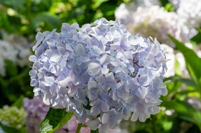 日月池畔淡藍色的繡球花球｜2024/06 杉林溪繡球花+鳳凰谷