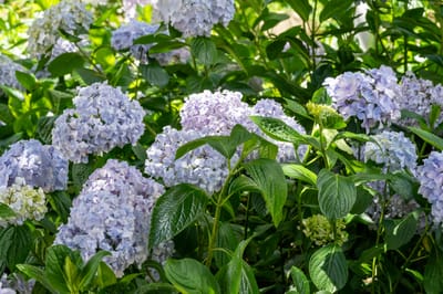 日月池畔綻放的淡紫繡球花叢｜2024/06 杉林溪繡球花+鳳凰谷