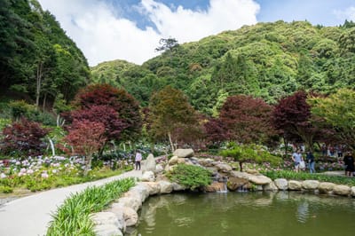 日月池畔紅葉與繡球花景致｜2024/06 杉林溪繡球花+鳳凰谷