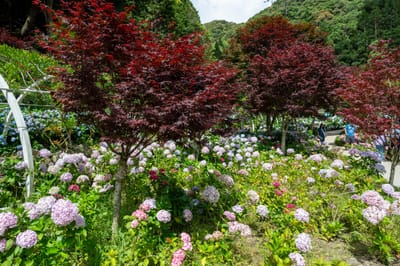 日月池畔紫葉槭與粉嫩繡球花景致｜2024/06 杉林溪繡球花+鳳凰谷