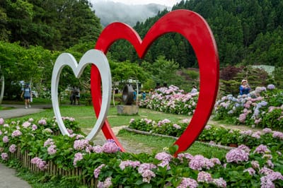 花卉中心雙心裝置與繡球花盛開｜2024/06 杉林溪繡球花+鳳凰谷