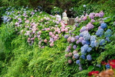 花卉中心漫山綻放的繽紛繡球花｜2024/06 杉林溪繡球花+鳳凰谷