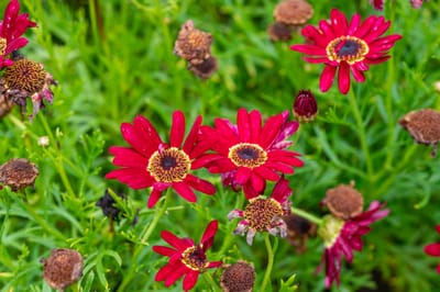 綠意中綻放的鮮紅雛菊｜2024/06 杉林溪繡球花+鳳凰谷