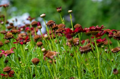 花卉中心裡綻放的紅色小花與花苞｜2024/06 杉林溪繡球花+鳳凰谷