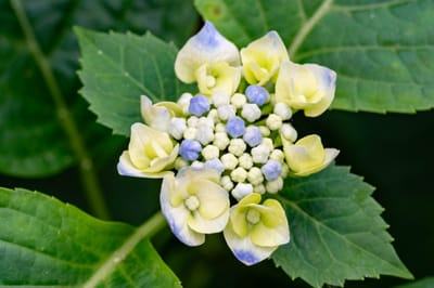 牡丹園初綻的淡雅繡球花｜2024/06 杉林溪繡球花+鳳凰谷