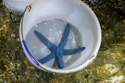 清澈水桶中靜謐的藍色海星
