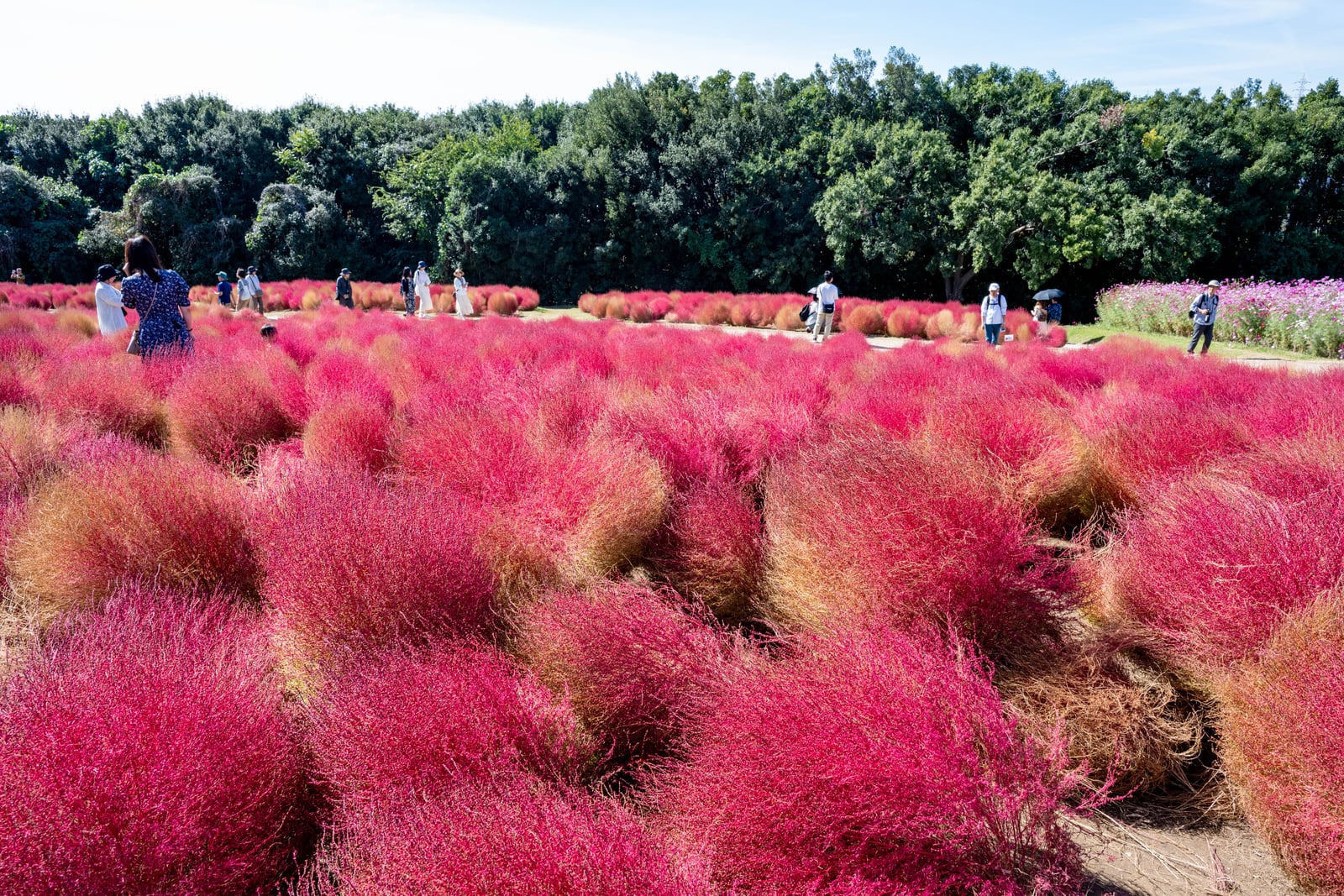 自然学習の森，漫步於火紅掃帚草花海｜2024/10 神戶