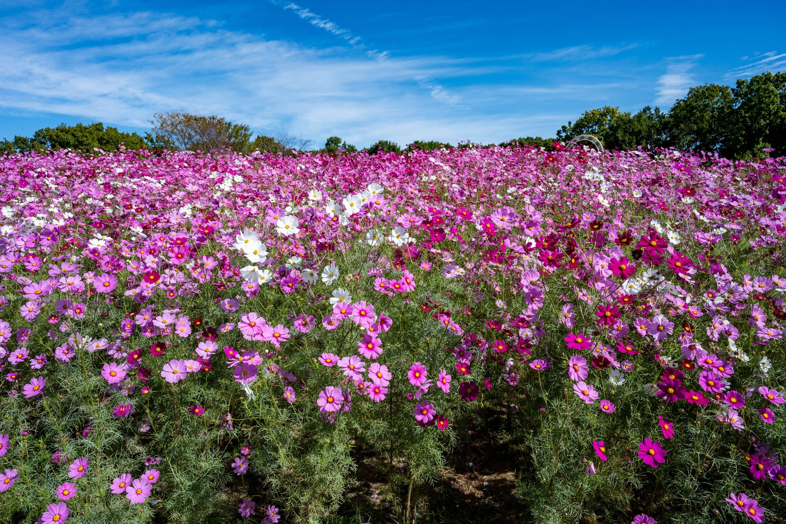 萬博紀念公園內盛開的波斯菊花海｜2024/10 神戶