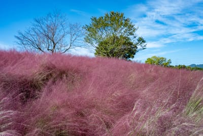 萬博紀念公園的粉黛亂子草花海｜2024/10 神戶