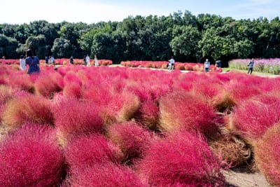 自然学習の森，漫步於火紅掃帚草花海｜2024/10 神戶