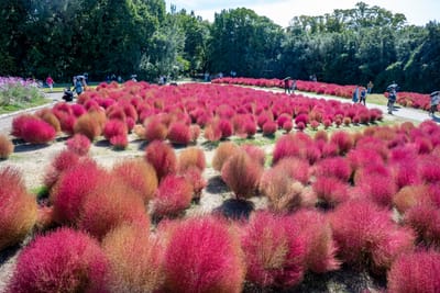自然学習の森，盛開的艷紅掃帚草花海