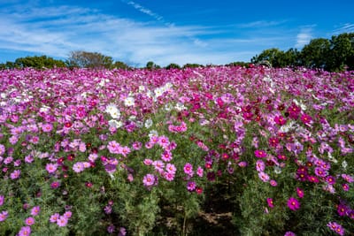萬博紀念公園內盛開的波斯菊花海｜2024/10 神戶