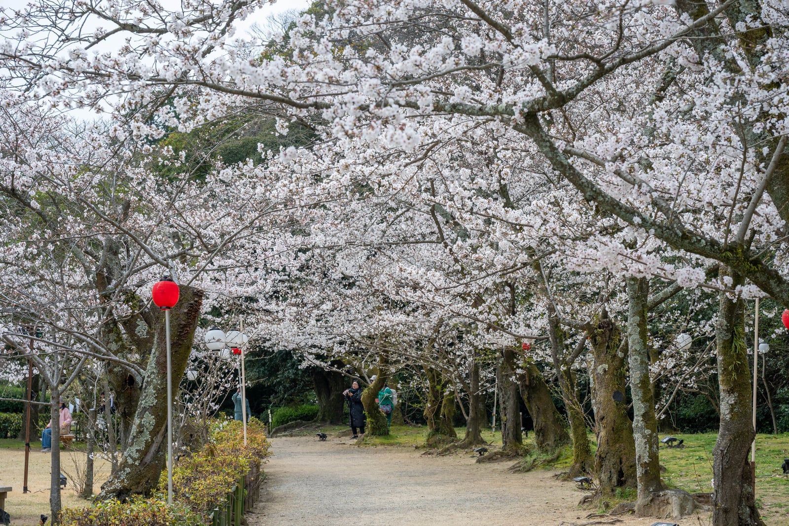 櫻花林蔭小徑與高掛的紅色燈籠｜2025/04 西日本賞櫻