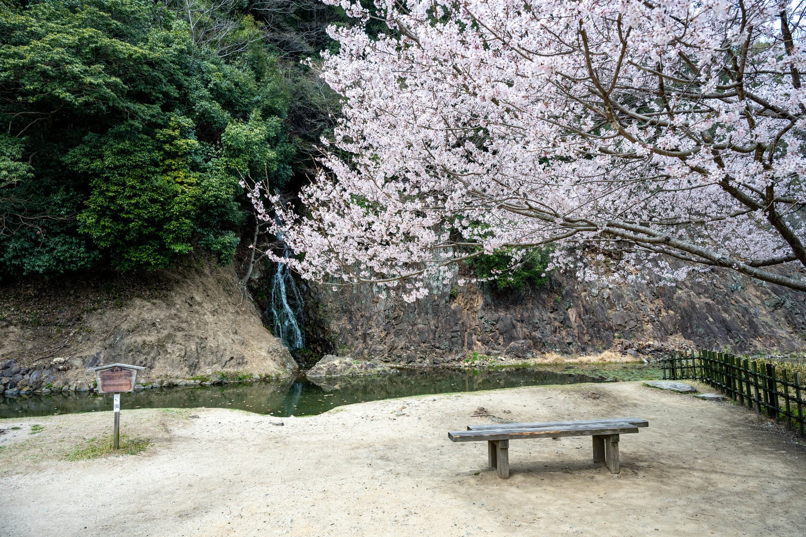 瑤島櫻花樹下的靜謐木椅與瀑布｜2025/04 西日本賞櫻