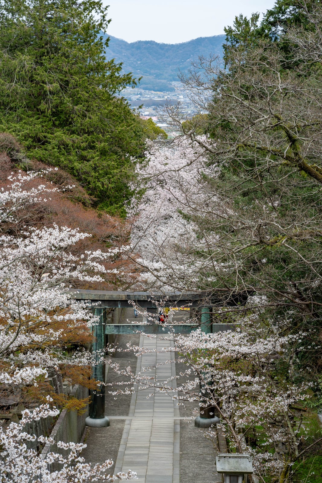 櫻馬場西詰銅鳥居與滿開櫻花步道｜2025/04 西日本賞櫻